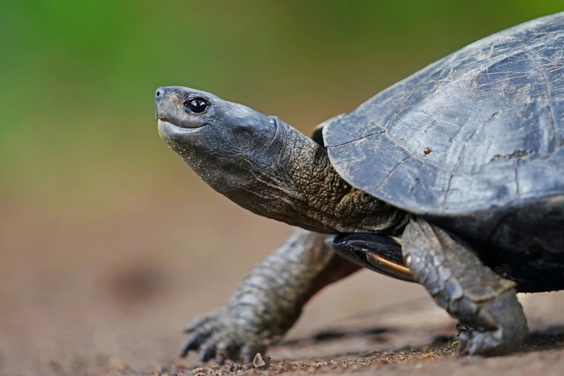 Indian black turtle (Melanochelys trijuga), AKA Indian pond terrapin, Kelaniya, Sri Lanka